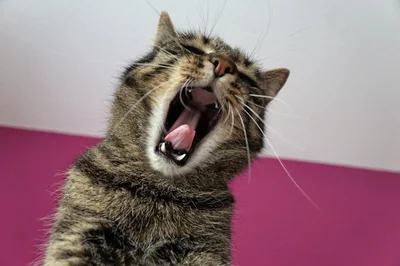 chat